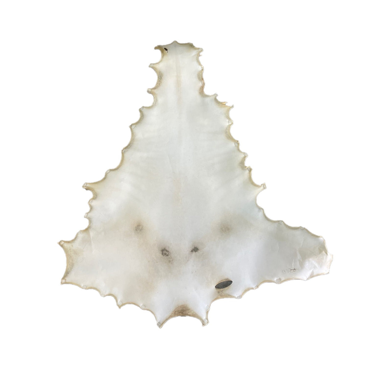 Kangaroo Rawhide | 0.6 mm | 6 sq.ft | $115 ea.